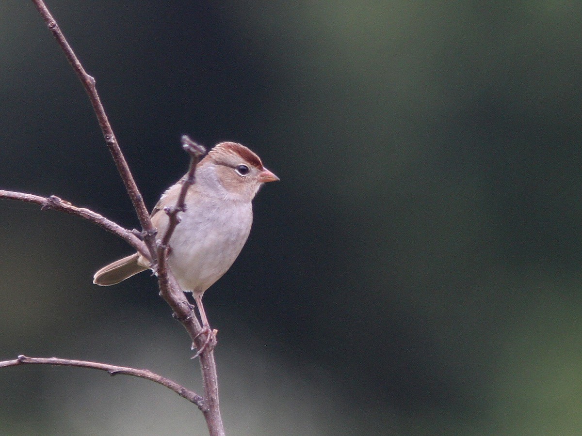 White-crowned Sparrow - ML36353151