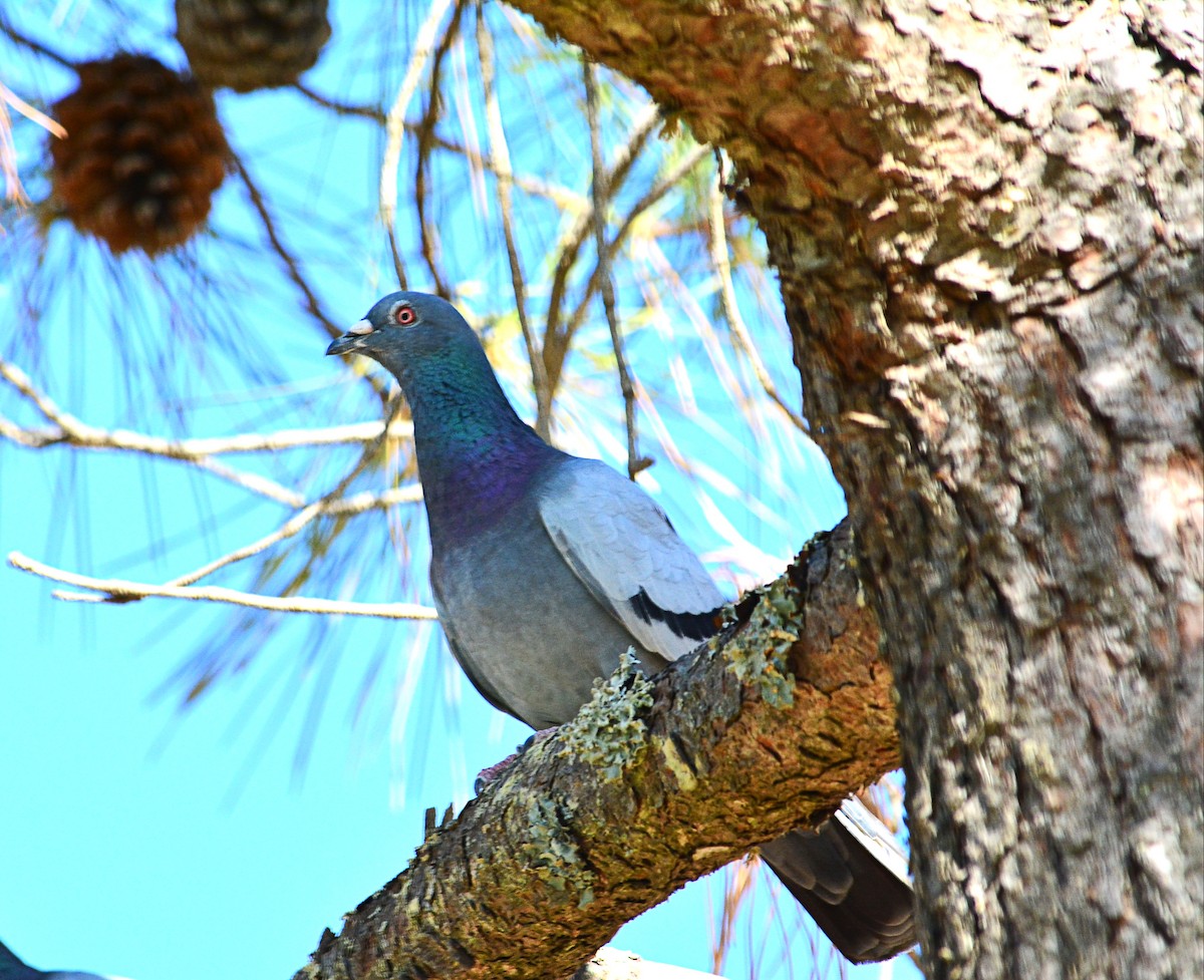 Rock Pigeon (Feral Pigeon) - ML363531701