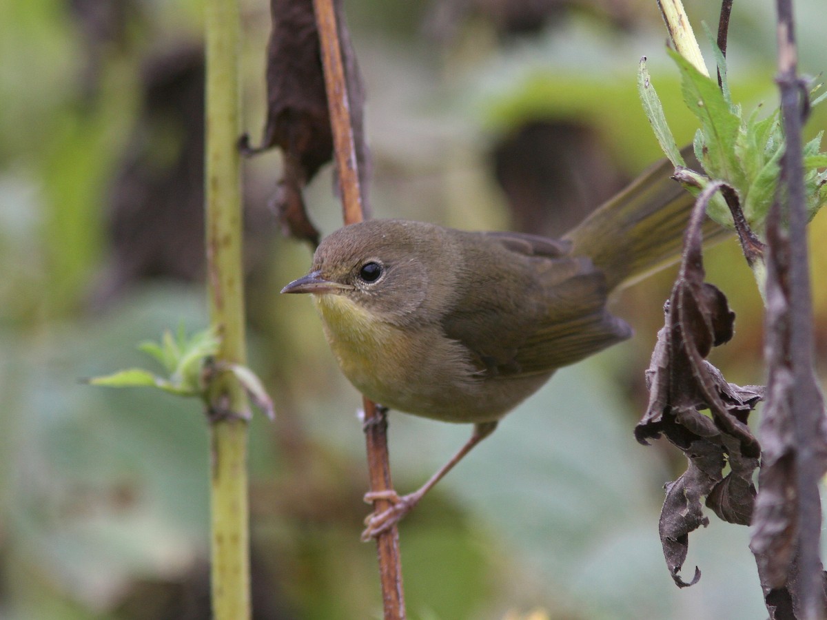 Common Yellowthroat - ML36353191