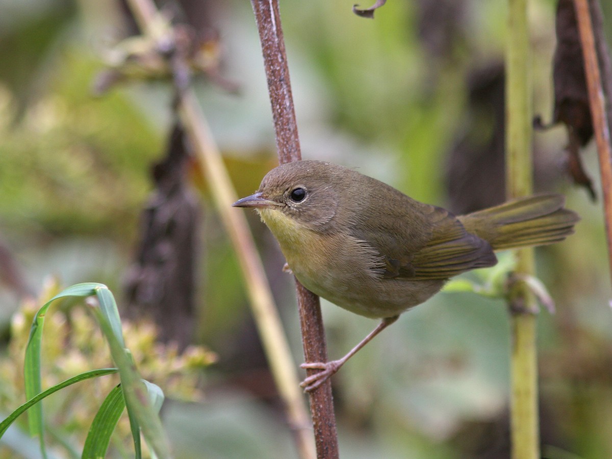 Common Yellowthroat - ML36353211