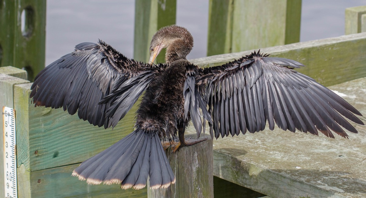 Anhinga - Kirk Gardner