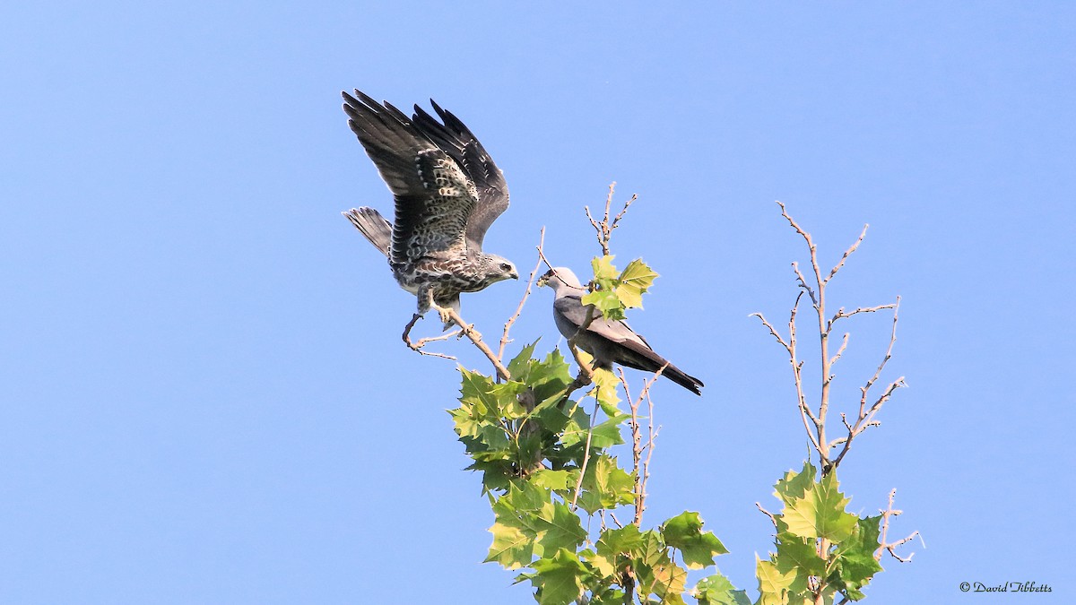 Mississippi Kite - ML363532201