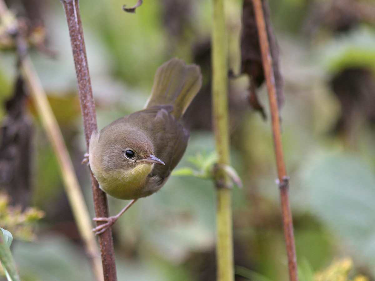 Common Yellowthroat - ML36353221