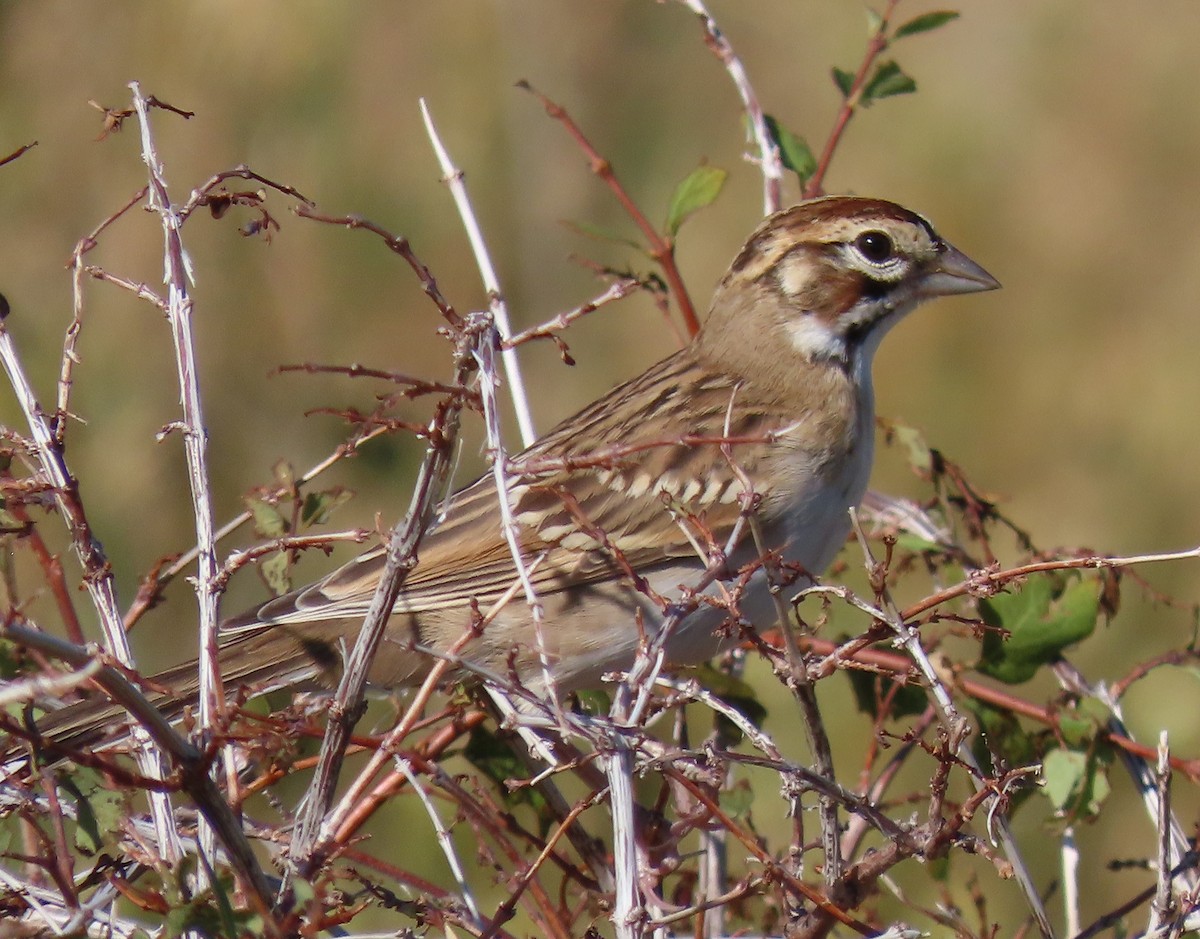 Lark Sparrow - ML363532861