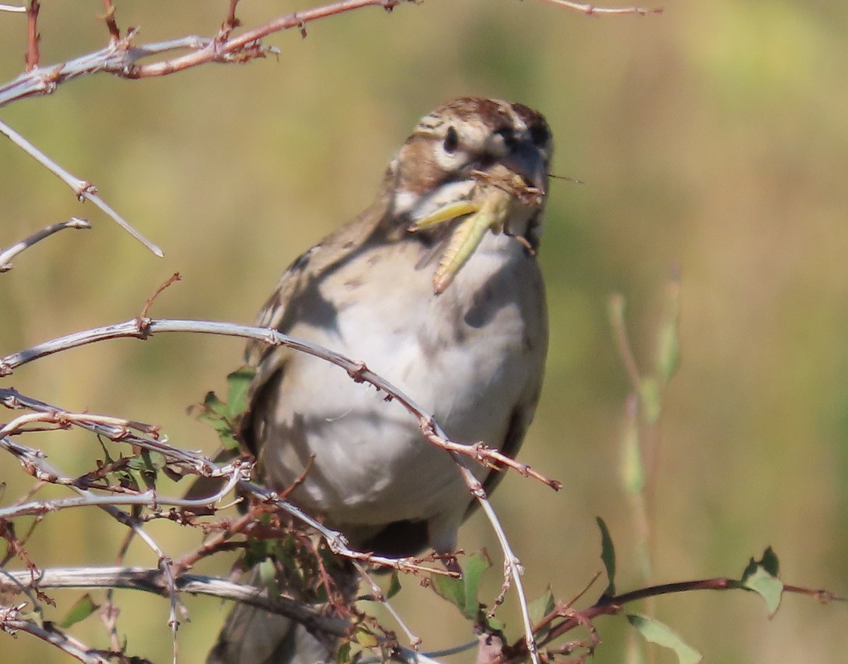 Lark Sparrow - ML363532871