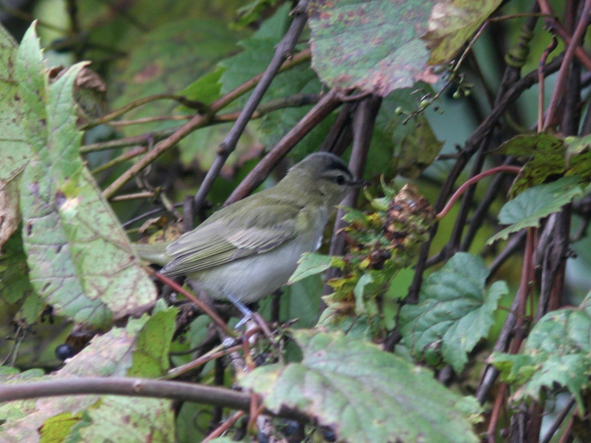 Red-eyed Vireo - ML36353431