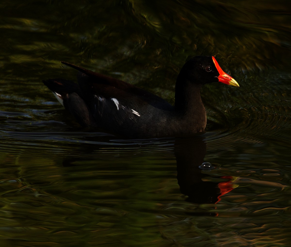 Common Gallinule - David Ascanio