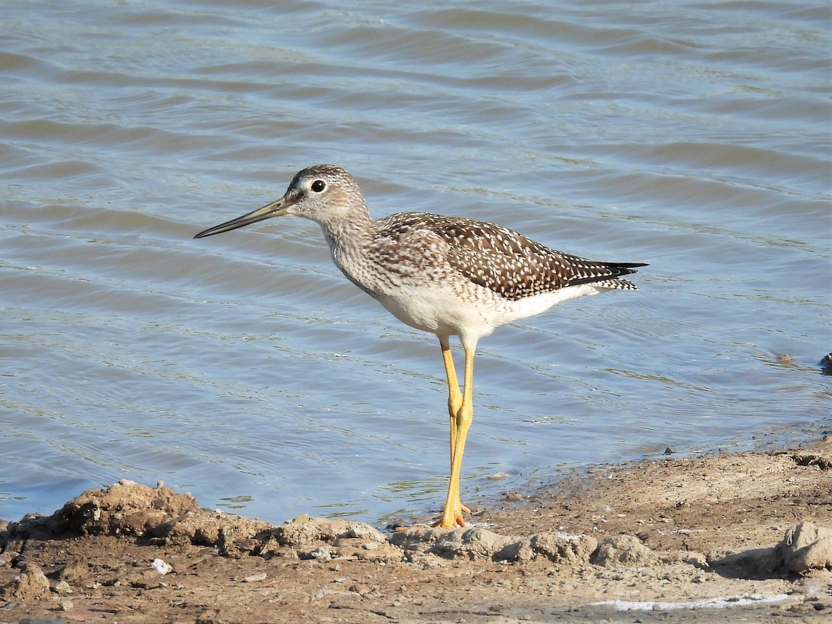 Greater Yellowlegs - Mark Jennings