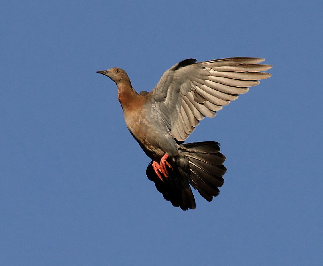 Plain Pigeon - ML363535411