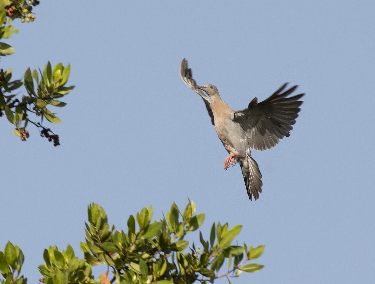 Plain Pigeon - David Ascanio