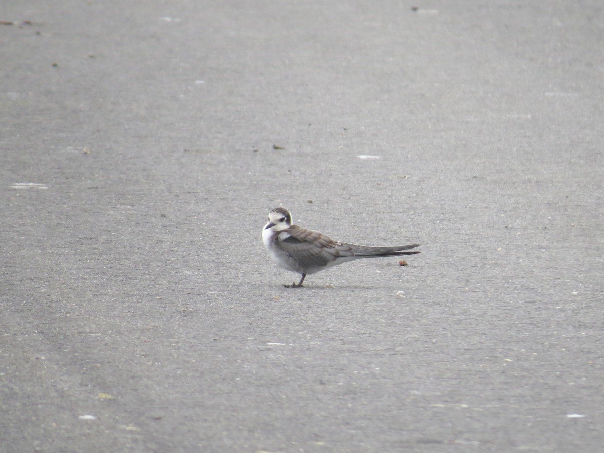 Black Tern - Pamela Hunt