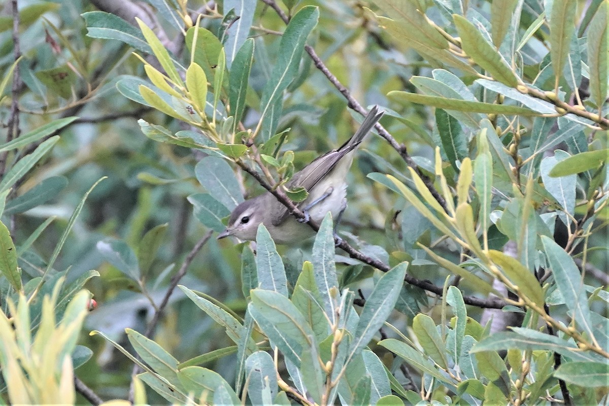 Warbling Vireo - ML363536641