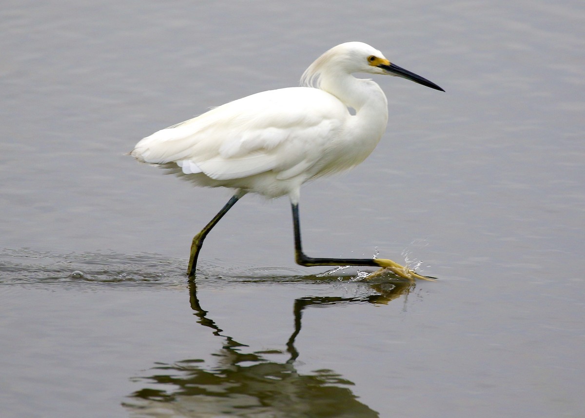 Snowy Egret - Jon Isacoff