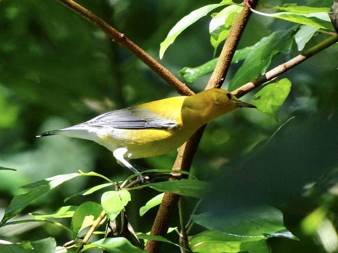 Prothonotary Warbler - ML363537851