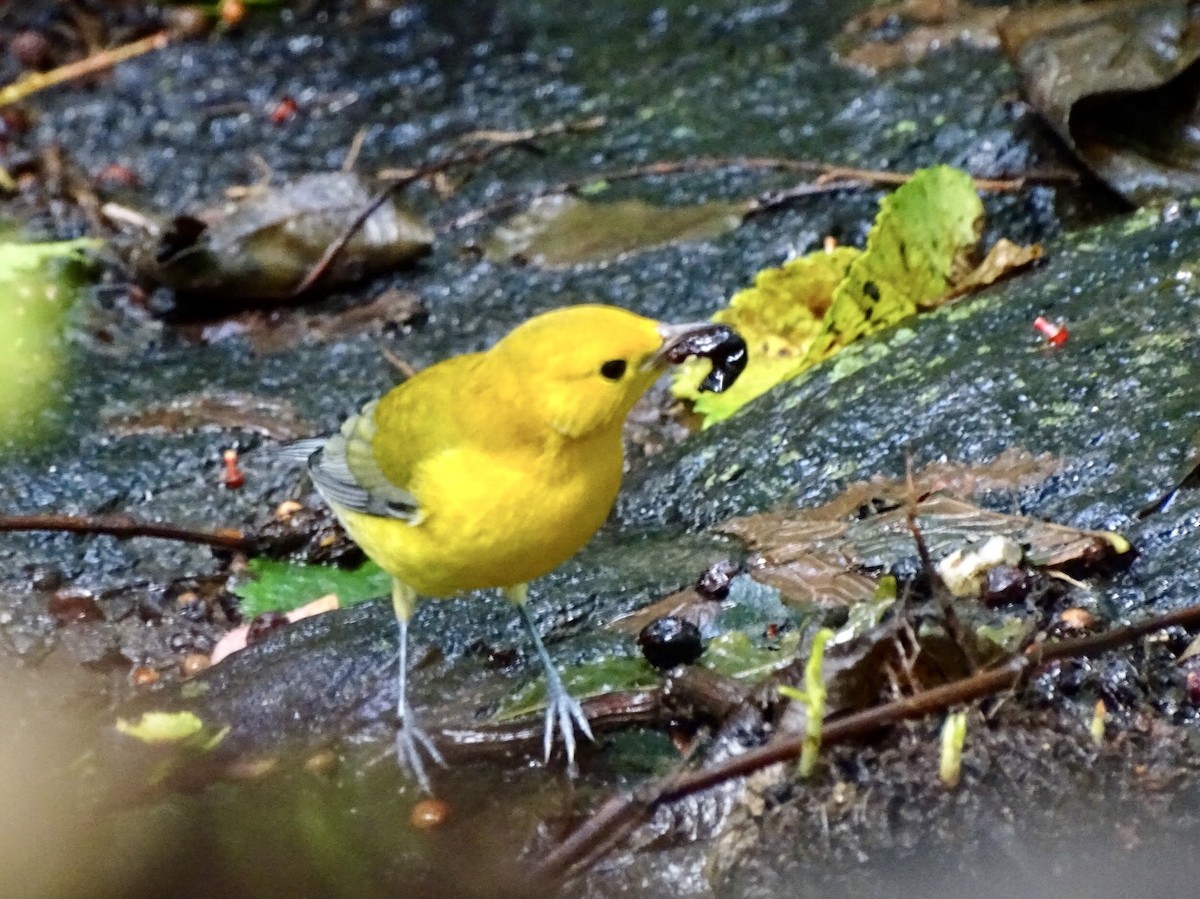 Prothonotary Warbler - ML363537871