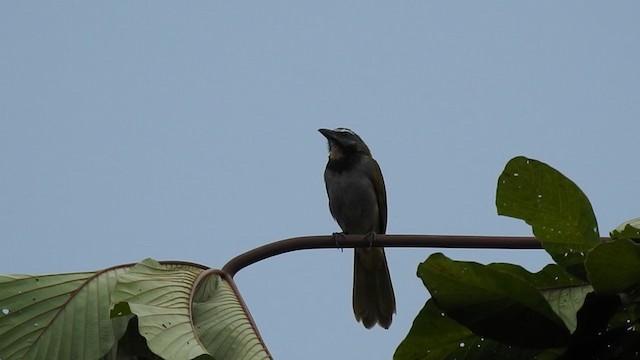 Buff-throated Saltator - ML363539051