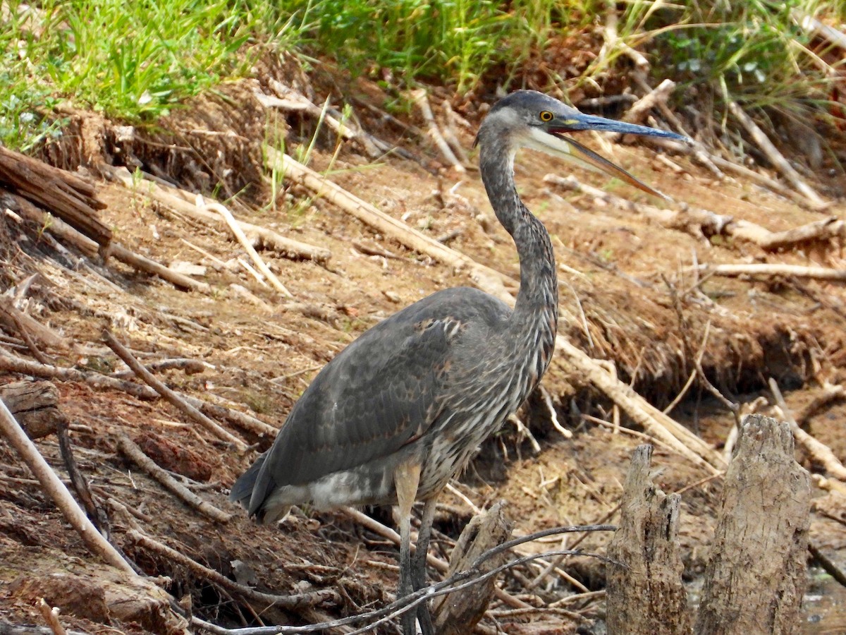 Great Blue Heron - Joan Grant