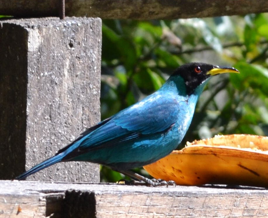 Green Honeycreeper - ML363541081