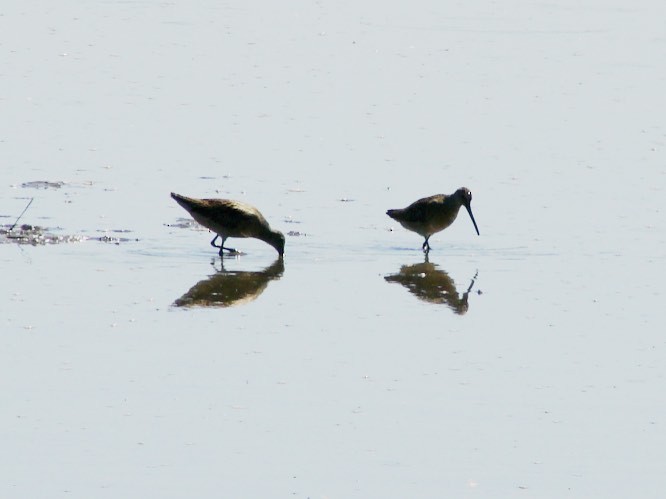 Short-billed Dowitcher - ML36354151