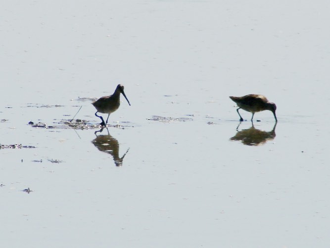 Short-billed Dowitcher - ML36354161