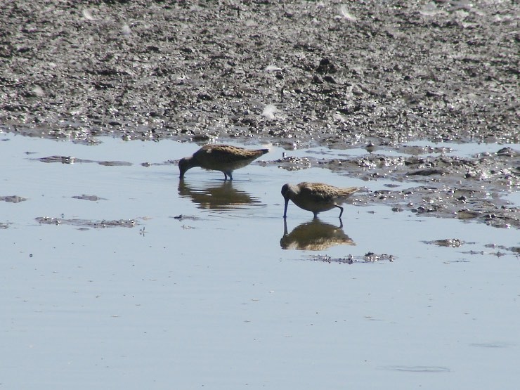 Short-billed Dowitcher - ML36354171