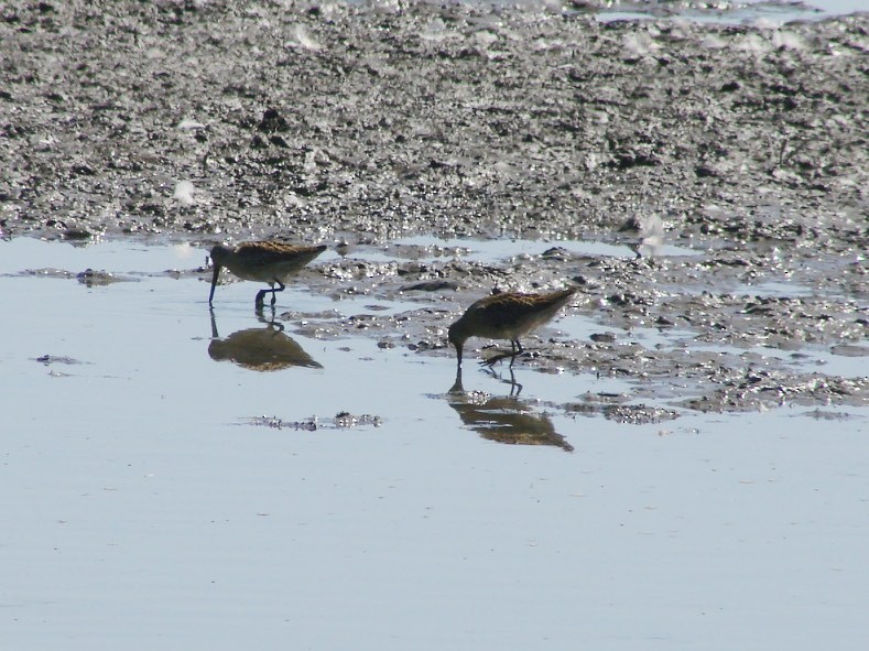 Short-billed Dowitcher - ML36354181