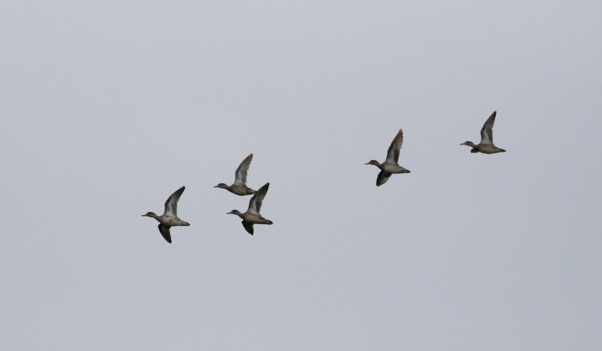 Green-winged Teal (American) - ML363542271