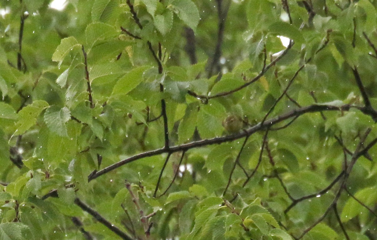 Tennesse Ötleğeni - ML363542411