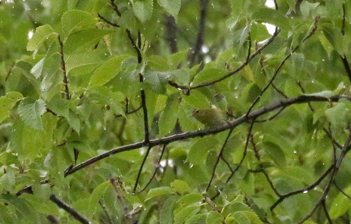 Tennesse Ötleğeni - ML363542421