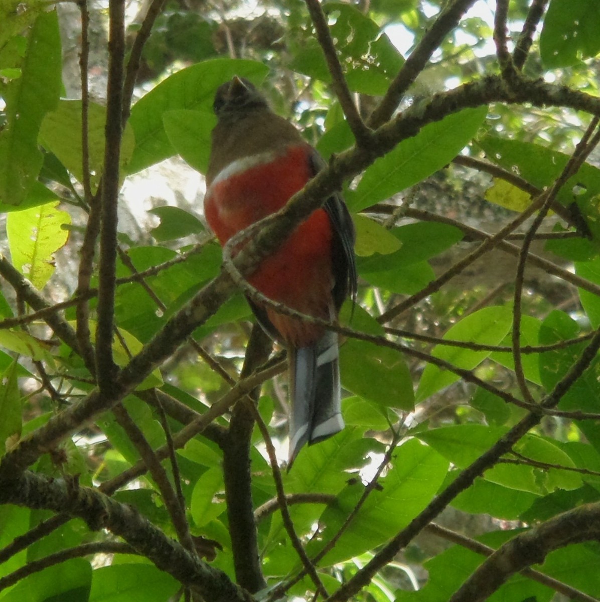 Collared Trogon - ML363542831