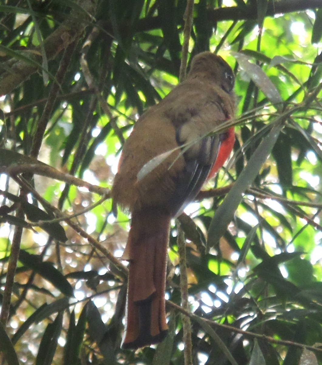 Collared Trogon - Alfredo Correa