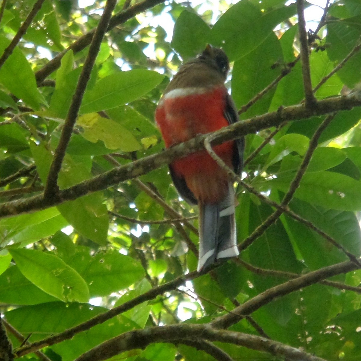 Collared Trogon - ML363542871