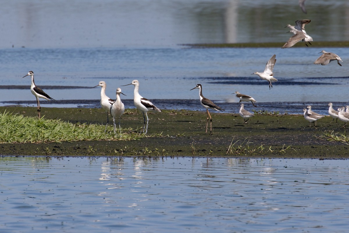 American Avocet - ML363543021