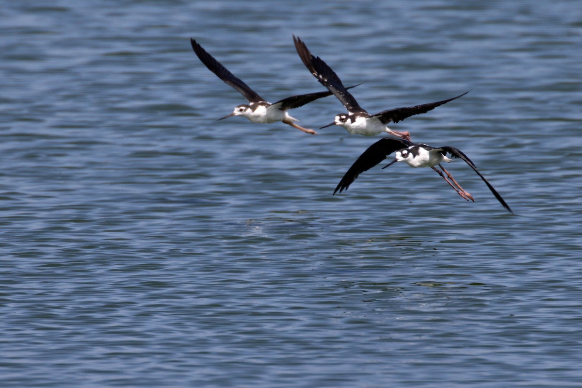 Black-necked Stilt - ML363543121