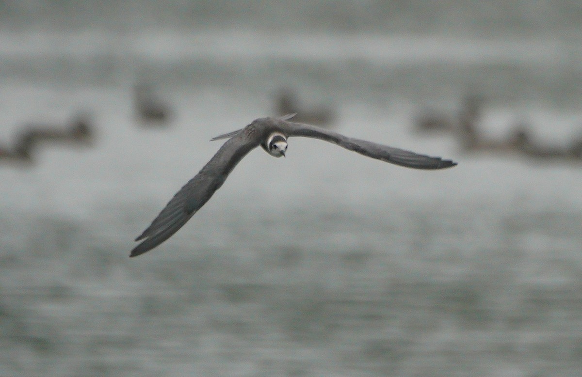 Black Tern - Ed Norton