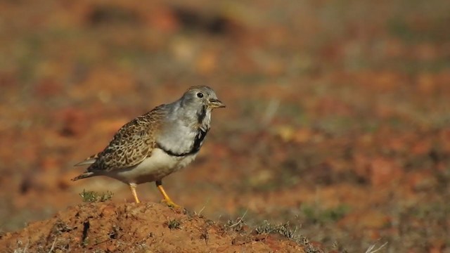 Least Seedsnipe - ML363544241