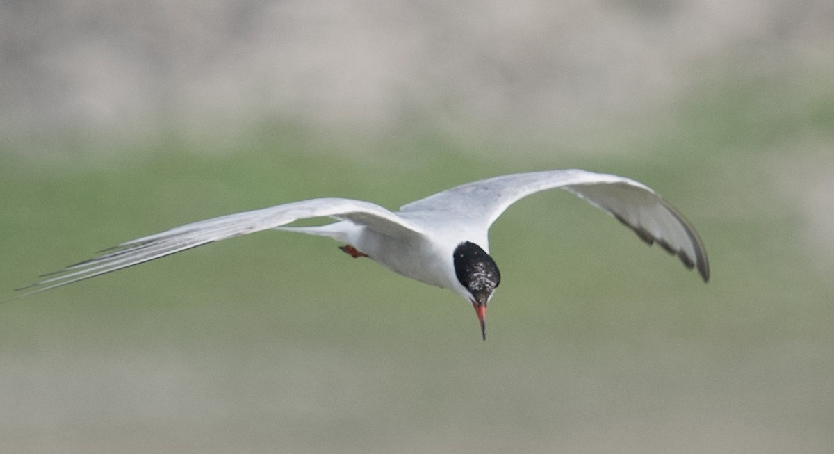 Forster's Tern - Lorena Siqueira