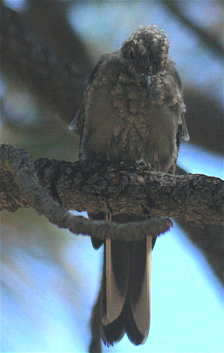 Townsend's Solitaire - Anonymous