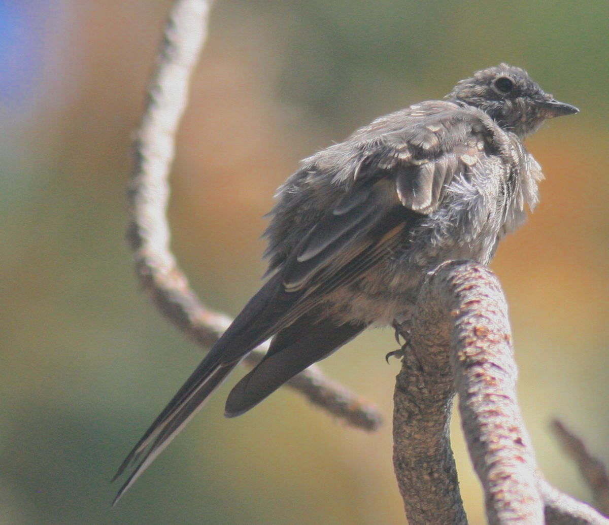 Townsend's Solitaire - ML363544601