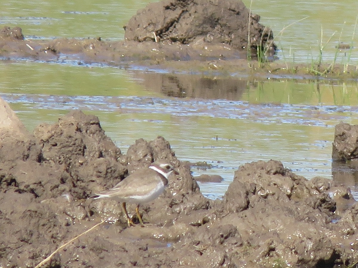 Semipalmated Plover - George Steele