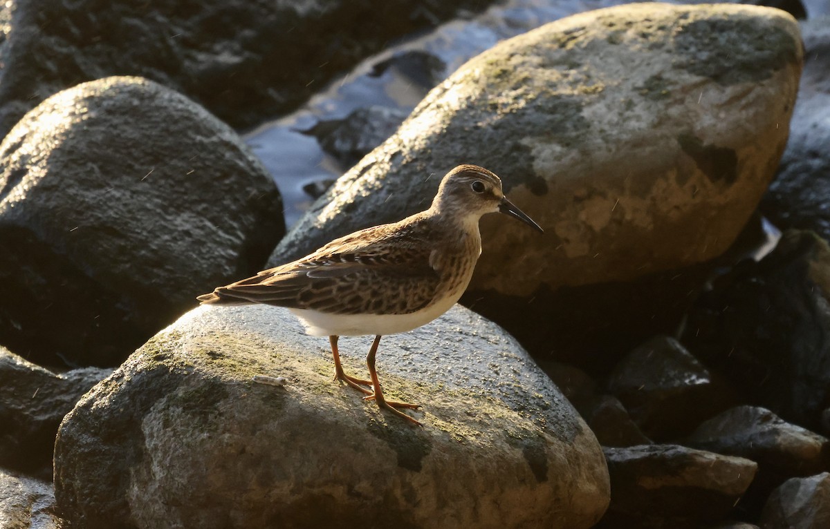 Least Sandpiper - ML363545081