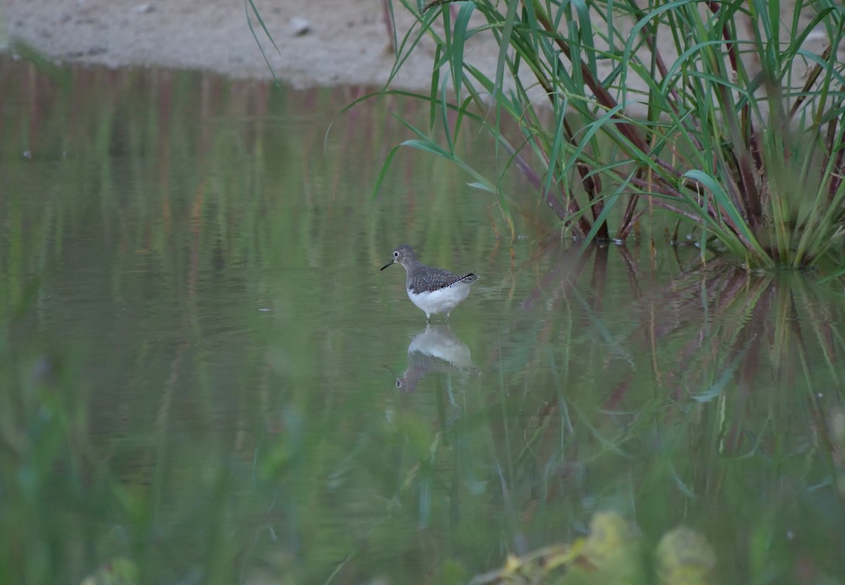 Solitary Sandpiper - ML363545841