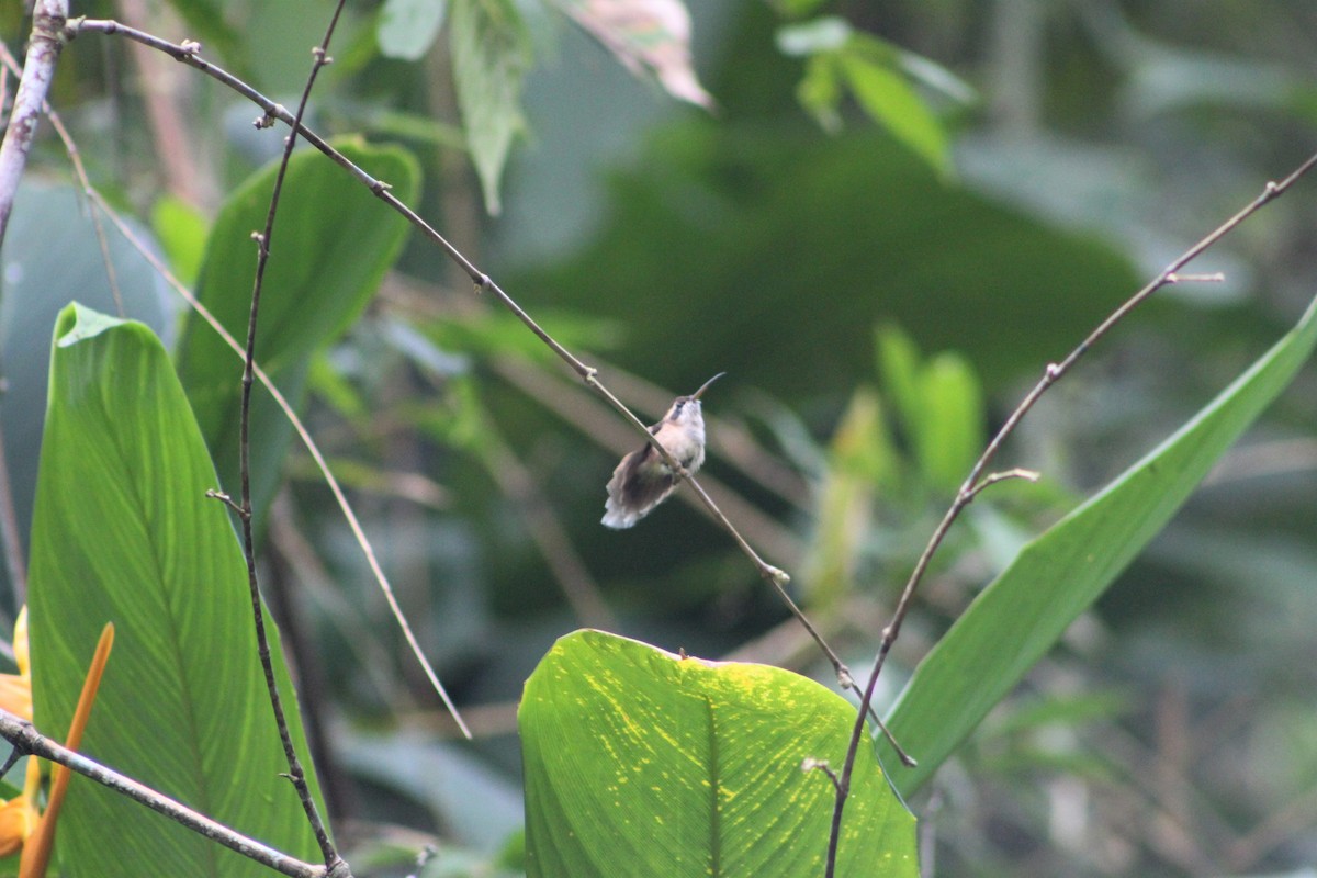 Ржавчатый колибри-отшельник - ML363546731