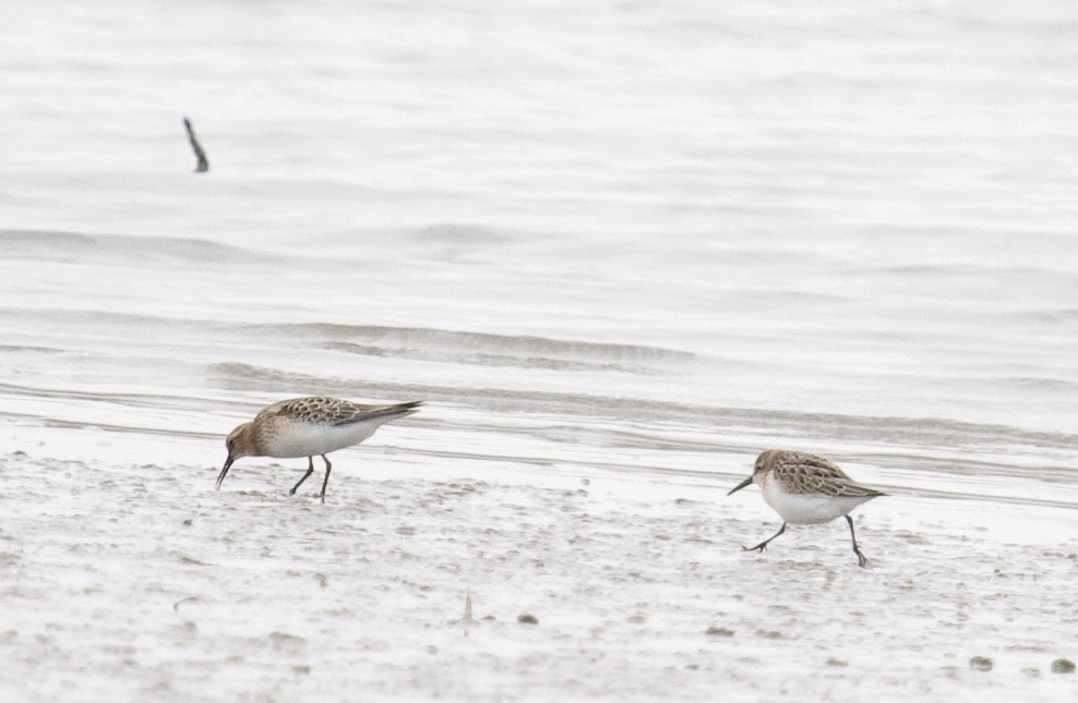 Baird's Sandpiper - ML363547771