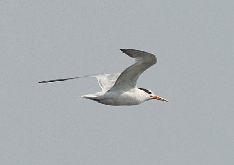 Elegant Tern - Brooke Miller