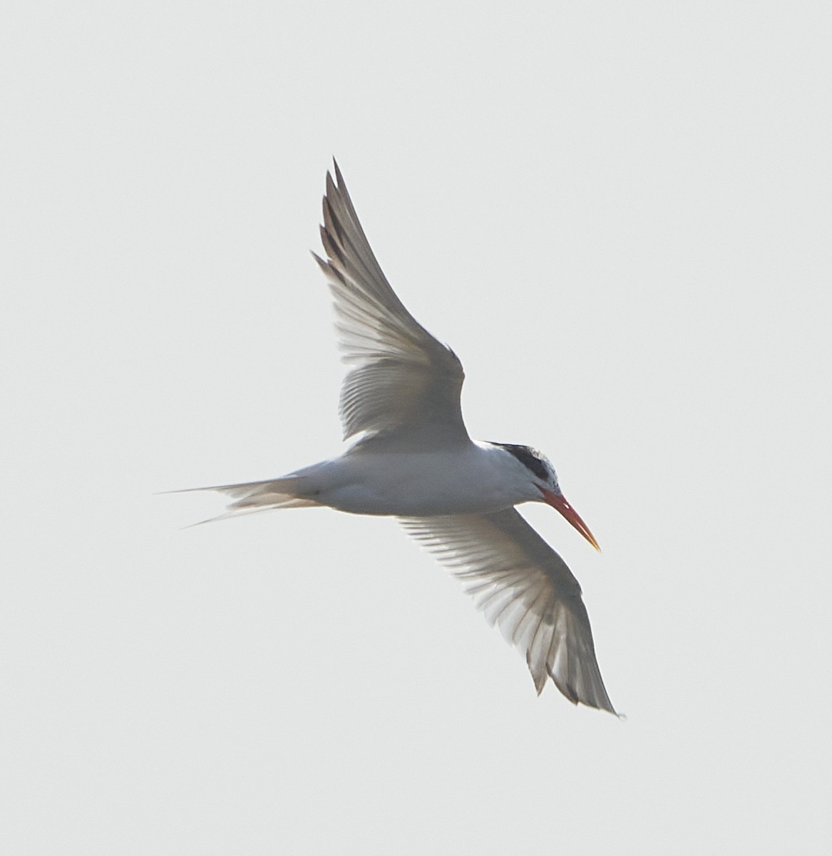 Elegant Tern - Brooke Miller