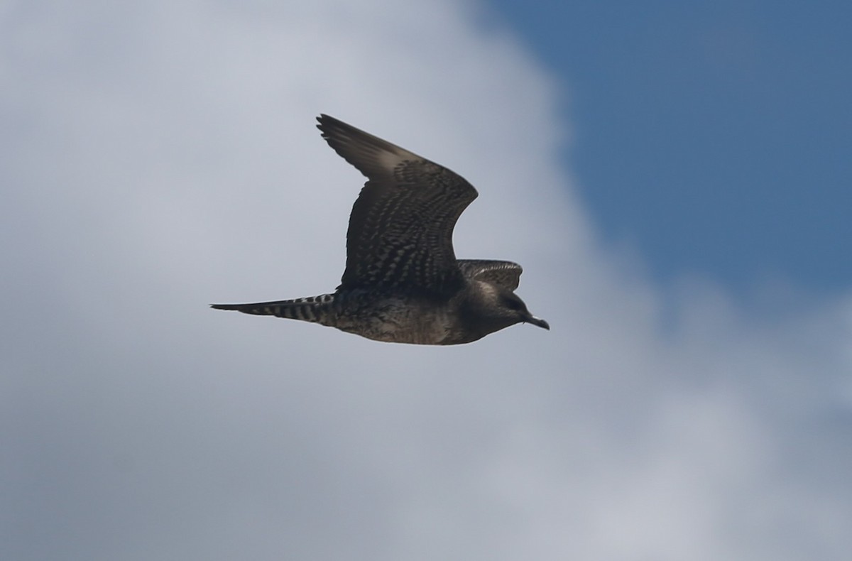 Long-tailed Jaeger - ML363548061