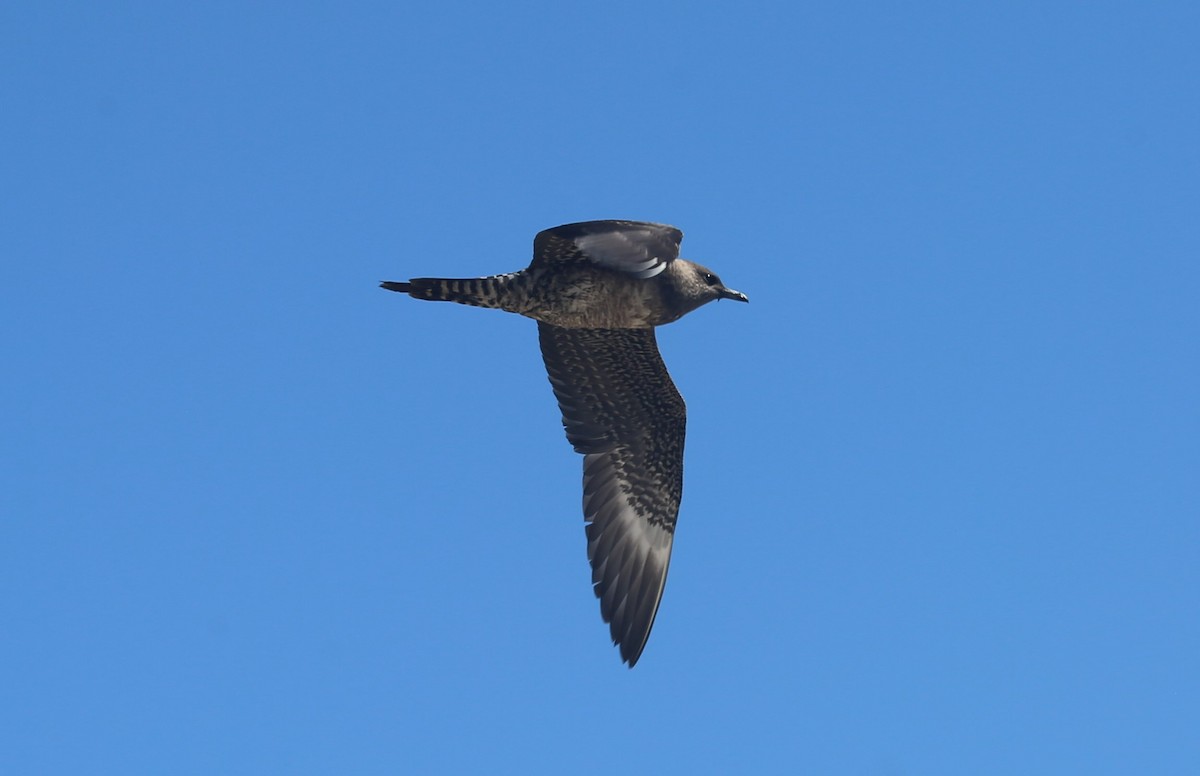 Long-tailed Jaeger - ML363548071