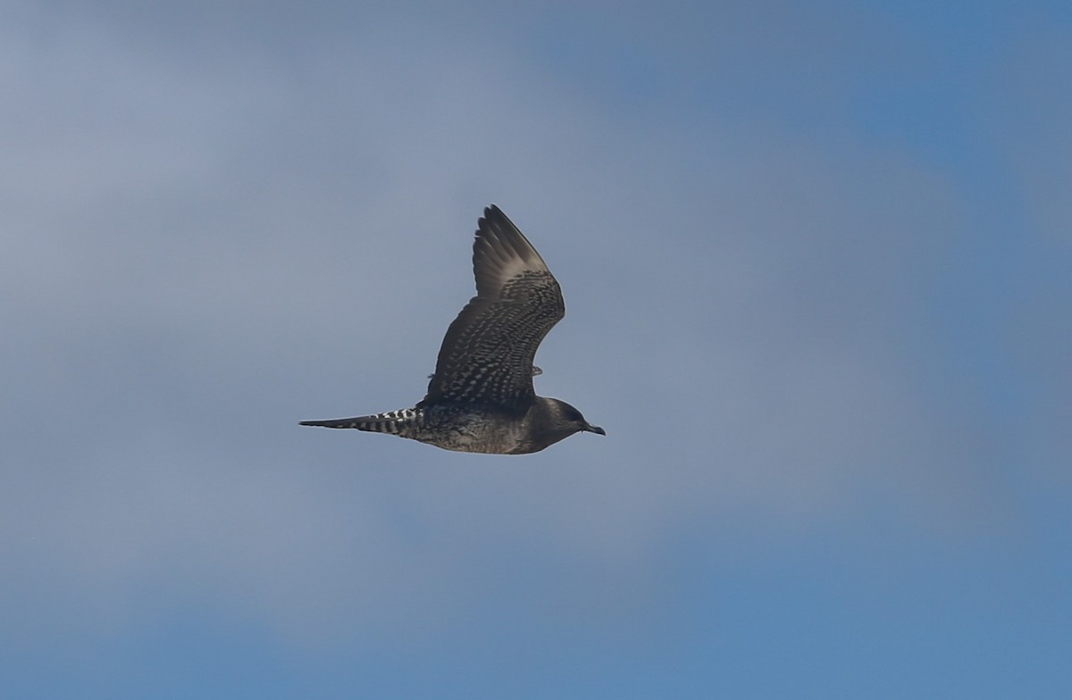 Long-tailed Jaeger - ML363548081