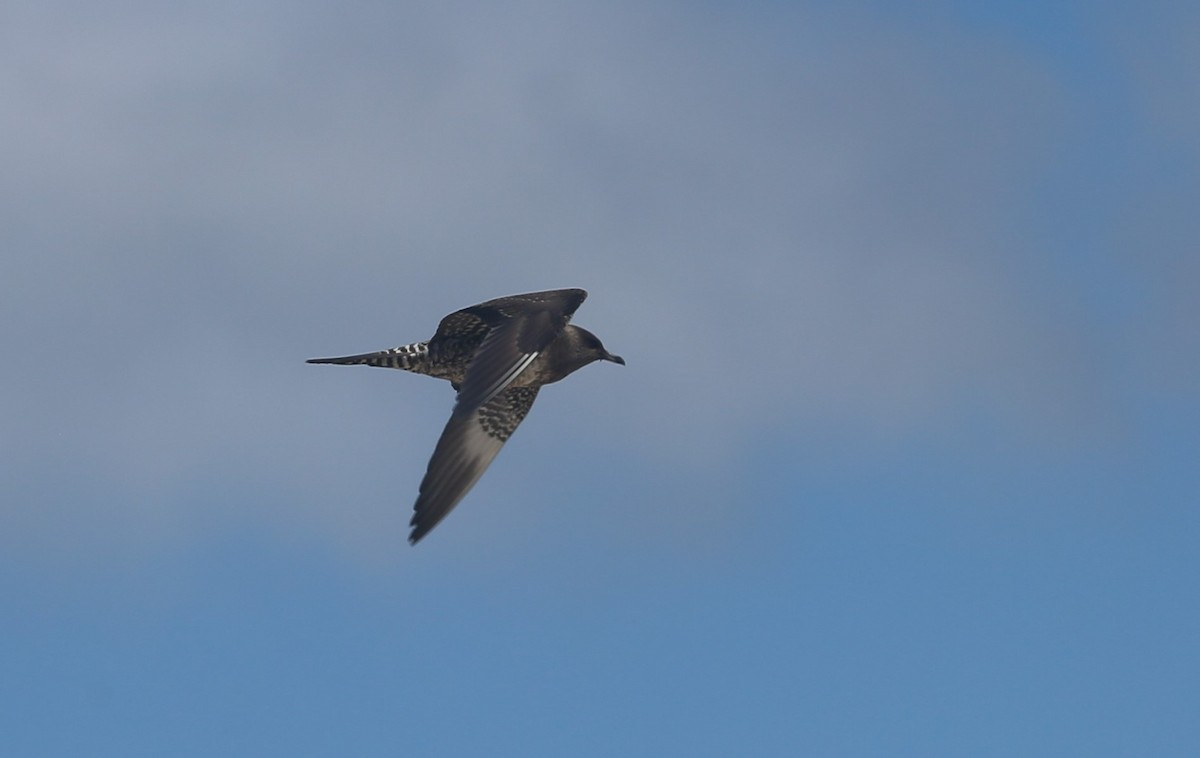 Long-tailed Jaeger - ML363548091